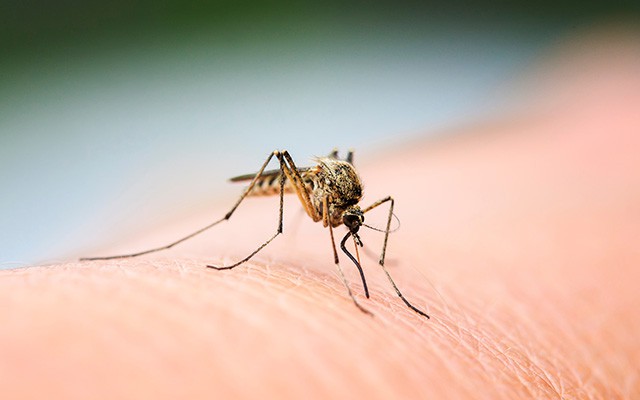 Bei Insektenstichen reichen meist Hausmittel