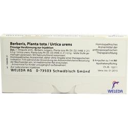BERBERIS PLANTA TOTA UR UR