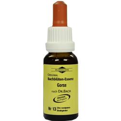 BACHBLUETEN MURNAU GORSE
